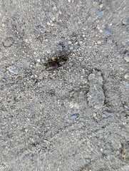Lasius
