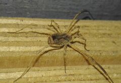 Lacinius horridus