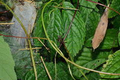 Portia labiata