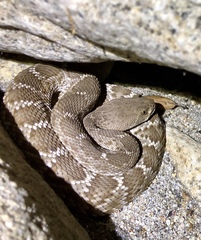 Crotalus ruber ruber