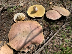 Suillus ochraceoroseus