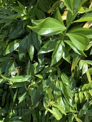 Cocculus laurifolius