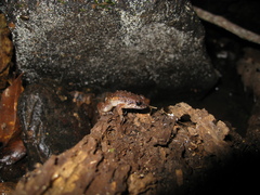 Adenomera hylaedactyla