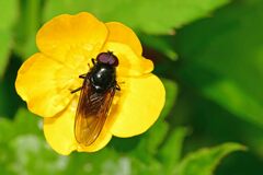 Cheilosia albitarsis