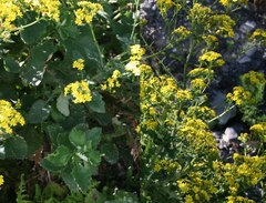 Senecio subcanescens