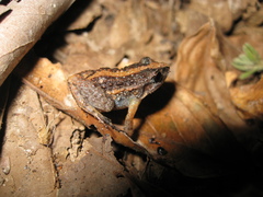 Adenomera hylaedactyla