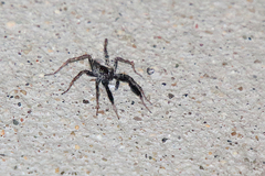 Schizocosa crassipes