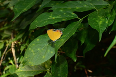 Heliophorus saphir