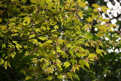 Acer pseudowilsonii