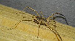 Lacinius horridus