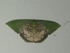 Tachychlora amilletes