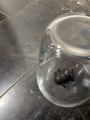 Phyllognathus excavatus
