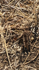 Oedipoda caerulescens