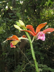 Phaius callosus