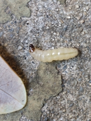 Eichlinia cucurbitae