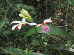 Phaius callosus