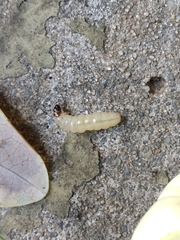 Eichlinia cucurbitae