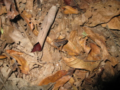 Adenomera hylaedactyla