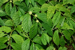 Elatostema stewardii