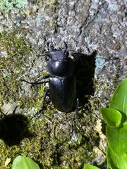 Lucanus