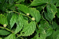 Elatostema stewardii