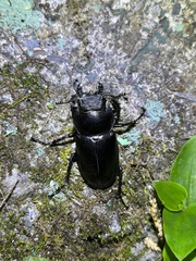 Lucanus