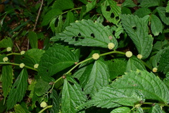 Elatostema stewardii