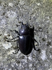 Lucanus