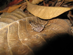 Adenomera hylaedactyla