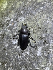 Lucanus