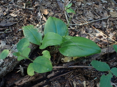 Liparis liliifolia