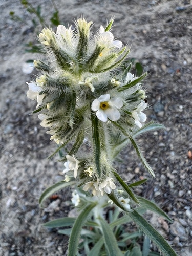 Image of Oreocarya thompsonii by no rights reserved