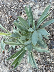 Oreocarya thompsonii