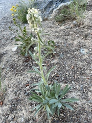Oreocarya thompsonii