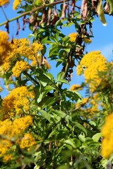 Senecio pleistocephalus