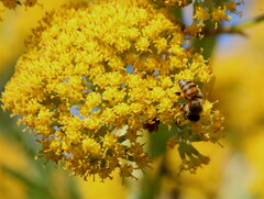 Senecio pleistocephalus