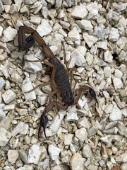 Centruroides edwardsii