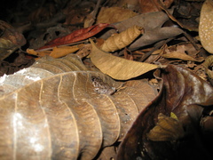 Adenomera hylaedactyla