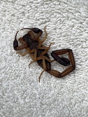 Centruroides edwardsii