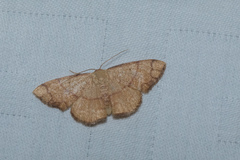 Pylargosceles steganioides
