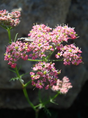 Chaerophyllum rubellum
