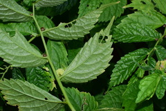 Elatostema stewardii