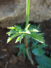 Chaerophyllum rubellum
