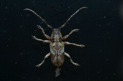 Pterolophia tuberculatrix