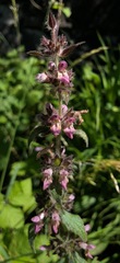 Stachys alpina