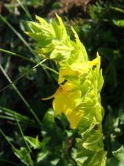 Rhynchocorys elephas