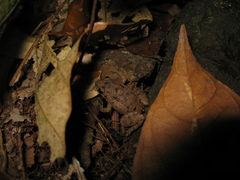 Adenomera hylaedactyla