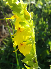 Rhynchocorys elephas