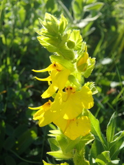 Rhynchocorys elephas