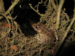 Leptodactylus macrosternum